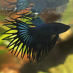Betta de Selection Mâle et Femelles Crowntail Black Orchid