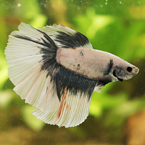Betta de Selection Mâle et Femelles Blanc Platinum Gris Marbré