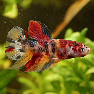 Betta de Selection Mâle et Femelles Nemo Galaxy Multicolors et autres
