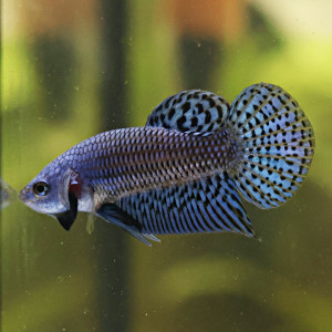 Betta de Selection Mâle et Femelles Alien Hybride Alien Bleu et Alien Vert