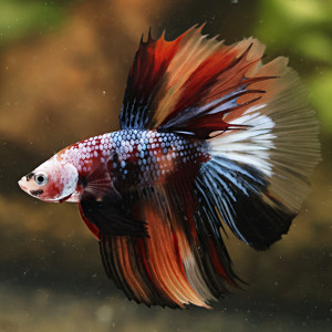 Betta de Selection Mâle et Femelles Nemo Galaxy Multicolors et autres
