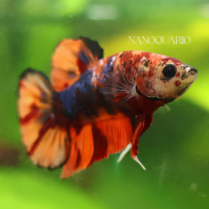Betta de Selection Mâle et Femelles Nemo Koi Yellow Copper Cellophane Galaxy et autres
