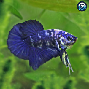 Betta de Selection Mâle et Femelles Marbré Bleu Turquoise Marble Blanc