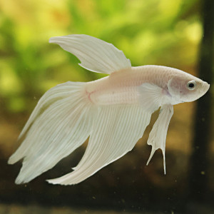 Betta de Selection Mâle et Femelles Blanc Platinum