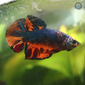Betta de Selection Mâle et Femelles Nemo Galaxy Multicolors et autres