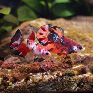Betta de Selection Mâle et Femelles Nemo Galaxy Multicolors et autres