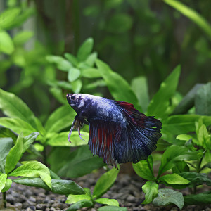 Betta de Selection Mâle et Femelles Nemo Galaxy Multicolors et autres