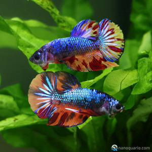Betta de Selection Mâle et Femelles Nemo Galaxy Multicolors et autres Armagedon