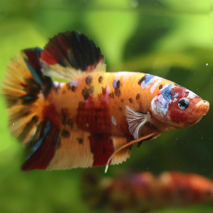 Betta de Selection Mâle et Femelles Nemo Galaxy Multicolors et autres  Combattant