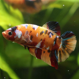 Betta de Selection Mâle et Femelles Nemo Galaxy Multicolors et autres  Combattant