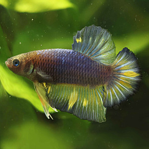 Betta de Selection Mâle et Femelles Nemo Galaxy Multicolors et autres  Combattant Mustard Gas