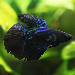 Betta de Selection Mâle et Femelles Nemo Galaxy Multicolors et autres  Combattant