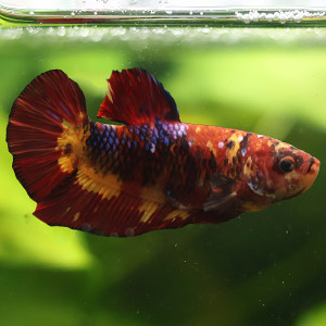 Betta de Selection Mâle et Femelles Nemo Galaxy Multicolors et autres  Combattant