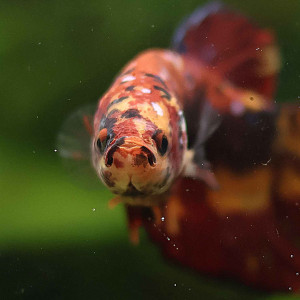 Betta de Selection Mâle et Femelles Nemo Galaxy Multicolors et autres  Combattant