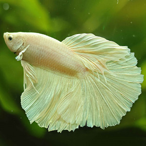 Betta de Selection Mâle et Femelles Platinum Blanc Dragon Halfmoon