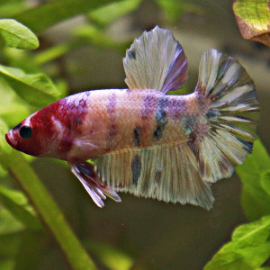 Betta de Selection Mâle et Femelles Nemo Galaxy Multicolors et autres  Combattant