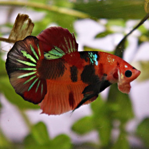 Betta de Selection Mâle et Femelles Nemo Galaxy Multicolors et autres  Combattant