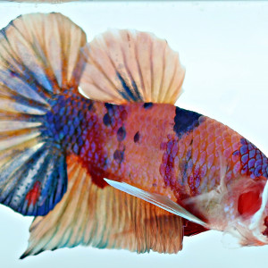 Betta de Selection Mâle et Femelles Nemo Galaxy Multicolors et autres  Combattant Giant