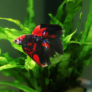 Betta de Selection Mâle et Femelles Nemo Galaxy Multicolors et autres  Combattant
