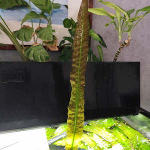 Cryptocoryne géante