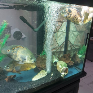 Poissons oscars