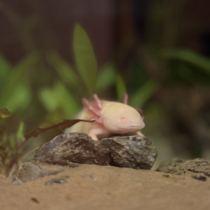 Cherche un axolotl mâle mélanique noir