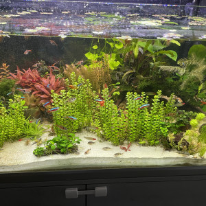 Publication de GouramiGold69