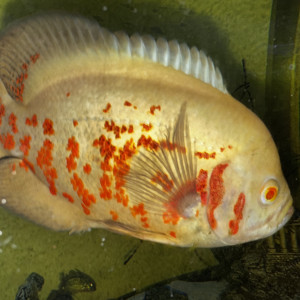 Oscar poissons