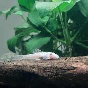 Ancistrus L144 Snow white, annonce en ligne = dispo