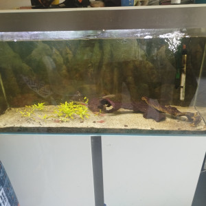Vends aquarium+meuble+chauffage