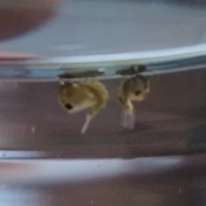 Publication de Orion07