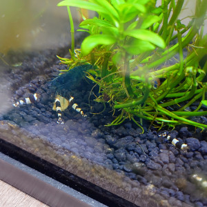 Black Cristal bébés sur 78/28