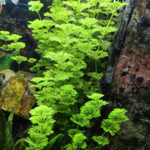 Limnophila Sessiliflora