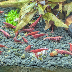 Déclassées issue de mes red fire