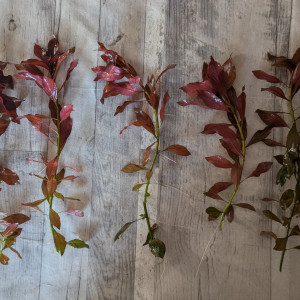 Différentes plantes disponibles