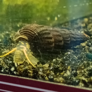 Escargot tylomelania yellow spot juvénile