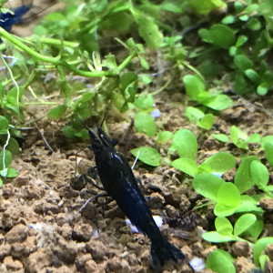 Crevettes déclassées