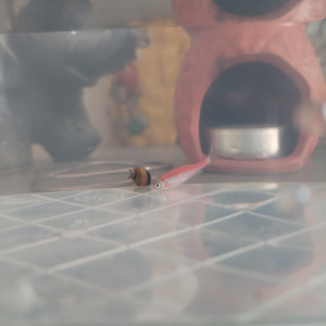 Publication de Barron