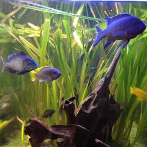 Publication de Oliver06