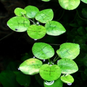 Limnobium laevigatum