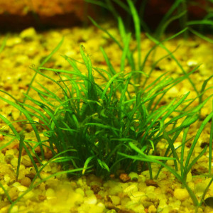 Helanthium tenellum