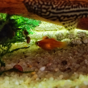 Platys