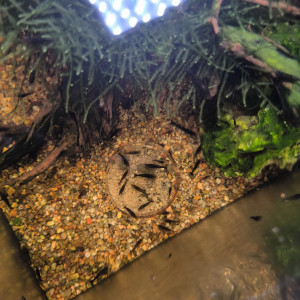 Crevette neocaridina black choco