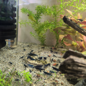 Neocaridina blue velvet