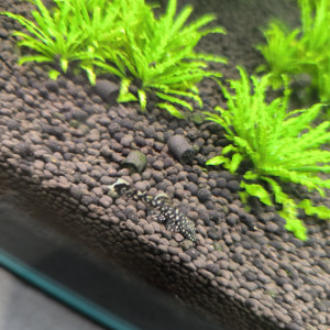 Ancistrus