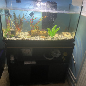 Aquarium complet plus poisson