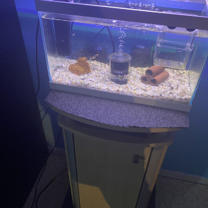 Aquarium complet et poissons