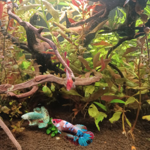 60L