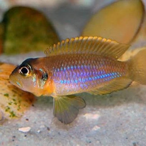 Don 1 couple Neolamprologus Ocelatus