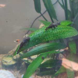 Ancistrus